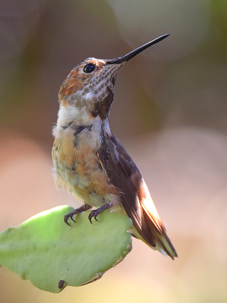 Hummer3.jpg