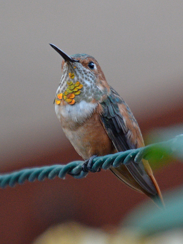Hummer3.jpg
