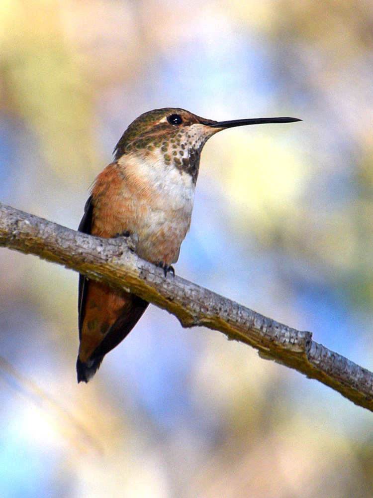 Hummer3.jpg