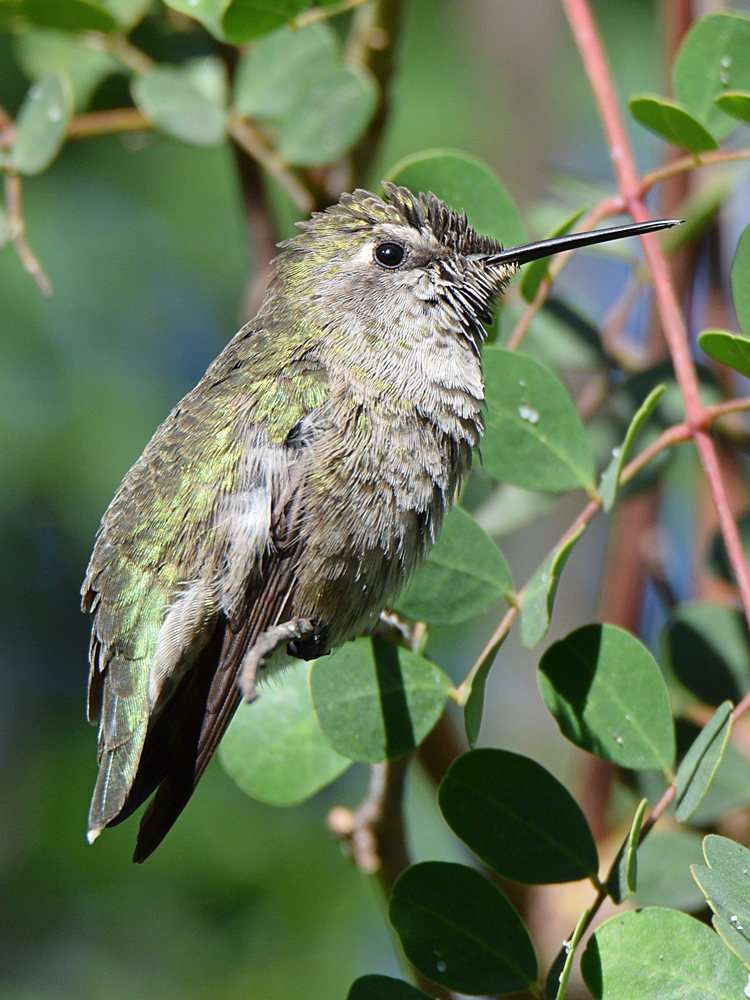 Hummer3.jpg