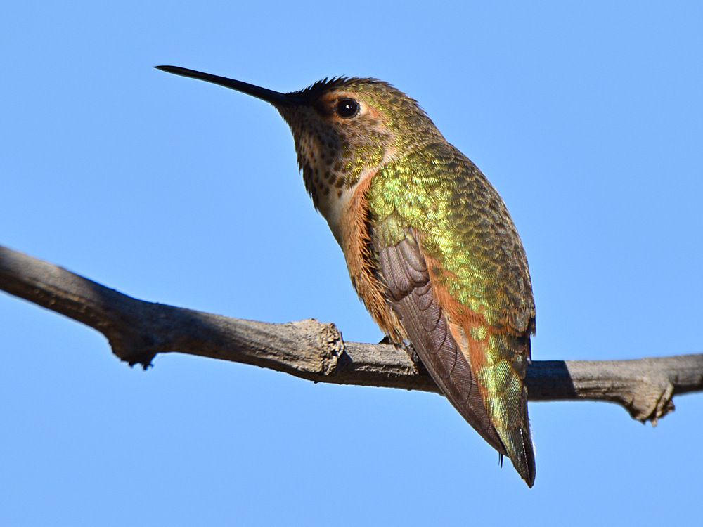 Hummer3.jpg