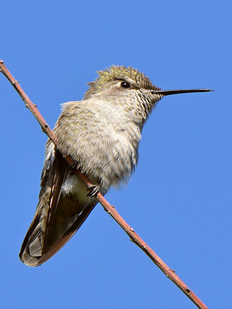Hummer3.jpg