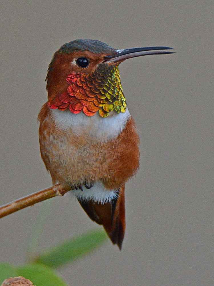 Hummer3.jpg