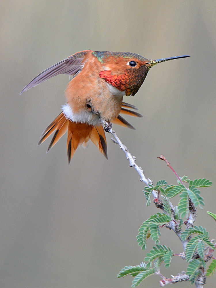 Hummer3.jpg