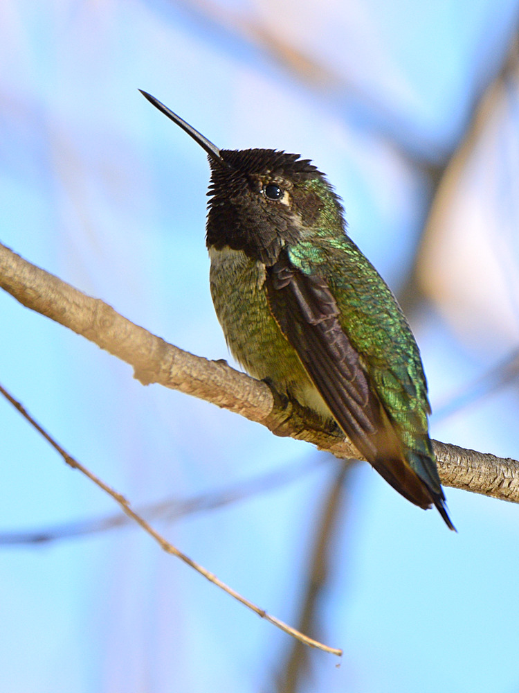 Hummer3.jpg