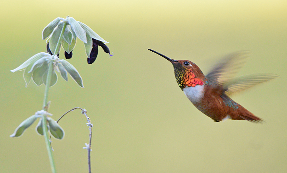 Hummer3.jpg