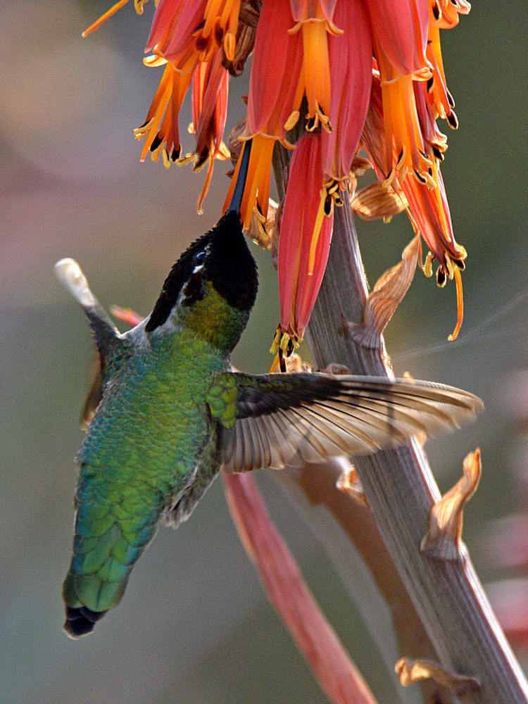 Hummer3.jpg