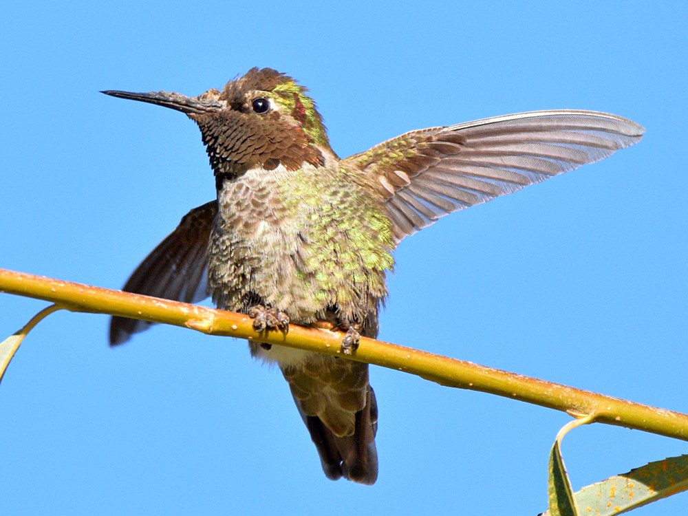 Hummer3.jpg