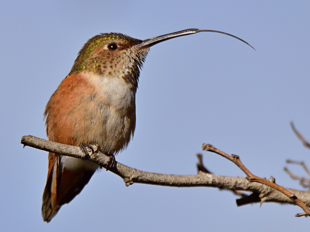 Hummer3.jpg