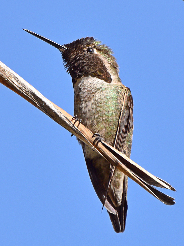 Hummer3.jpg