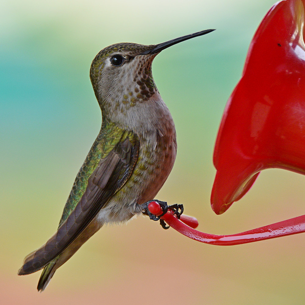 Hummer3.jpg