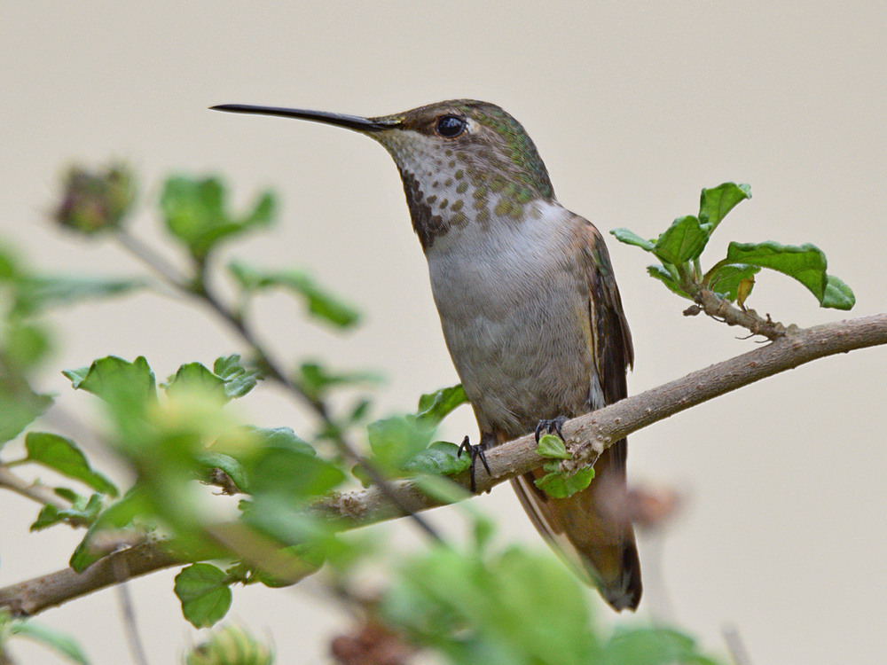 Hummer3.jpg
