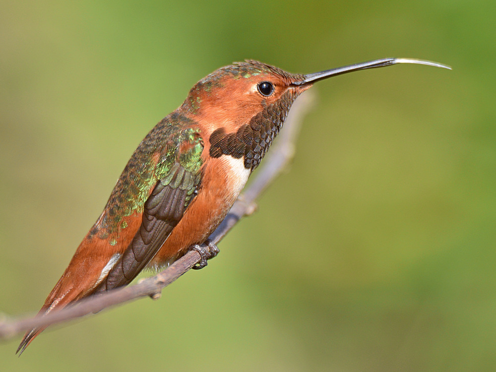 Hummer3.jpg