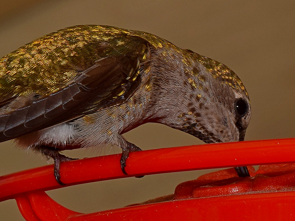 Hummer3.jpg