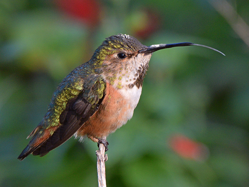 Hummer3.jpg