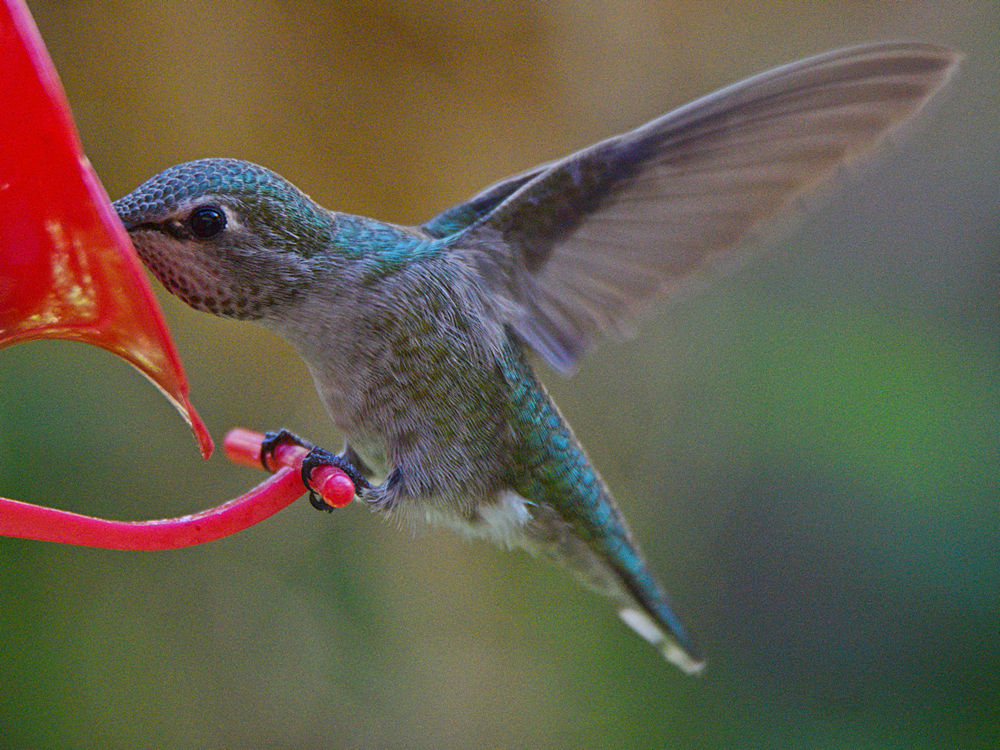 Hummer3.jpg