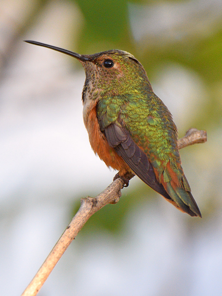 Hummer3.jpg