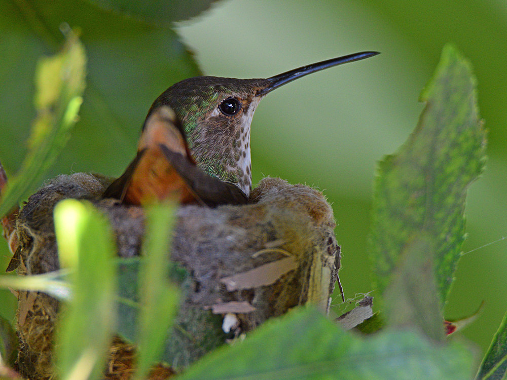 Hummer3.jpg