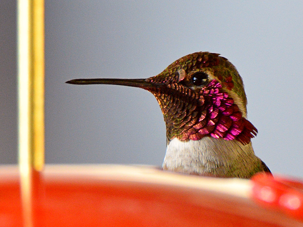 Hummer3.jpg