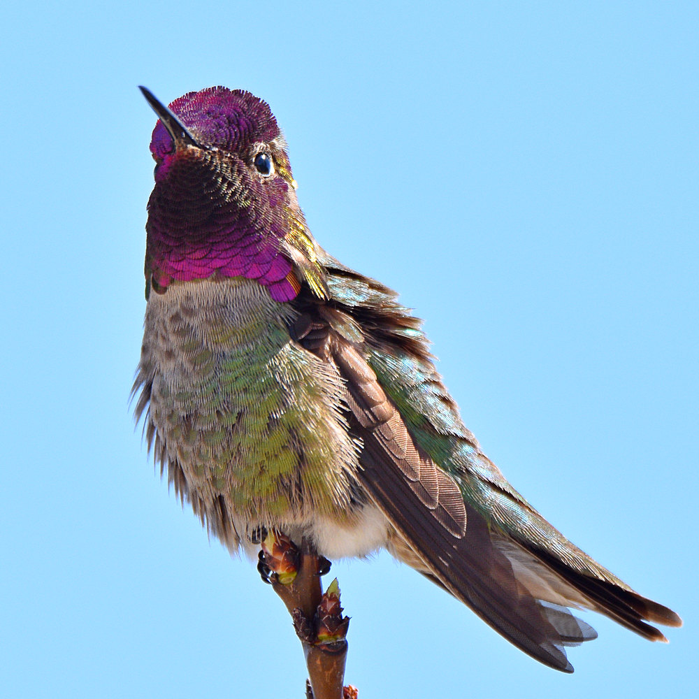 Hummer3.jpg