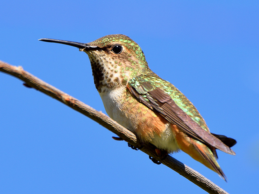 Hummer3.jpg