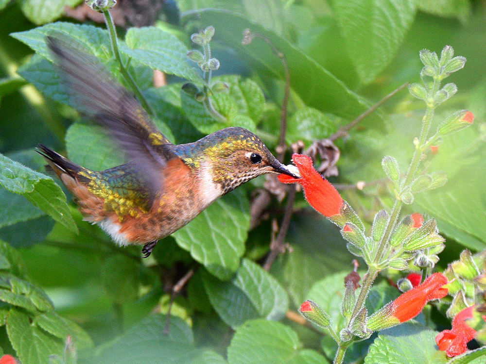 Hummer3.jpg