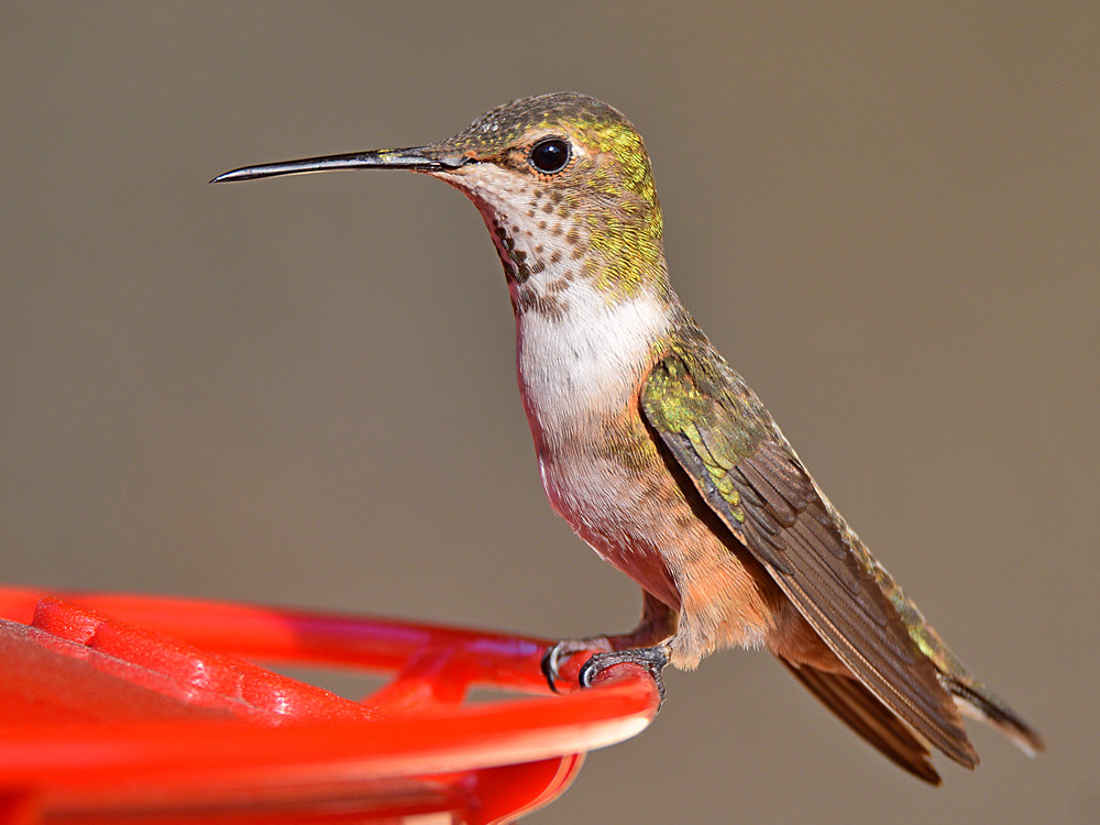 Hummer3.jpg