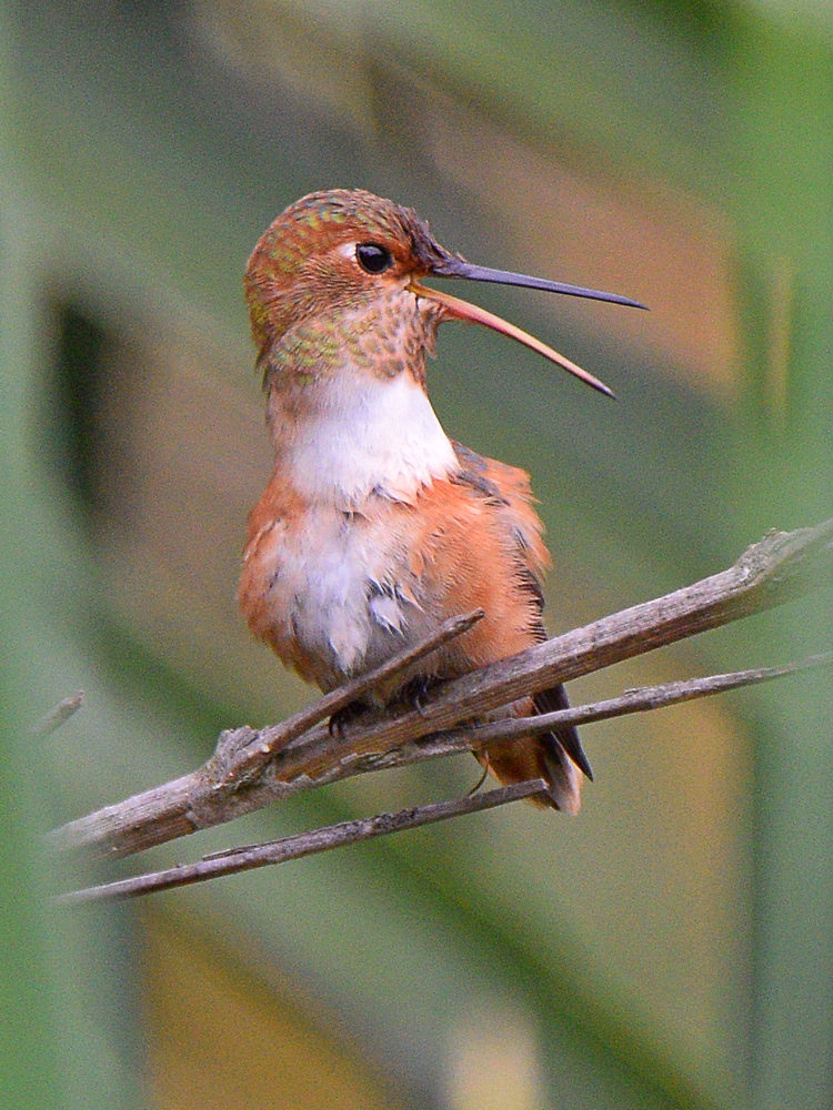Hummer3.jpg