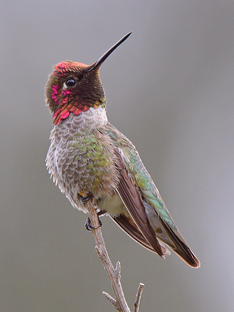 Hummer3.jpg