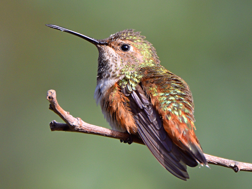 Hummer3.jpg