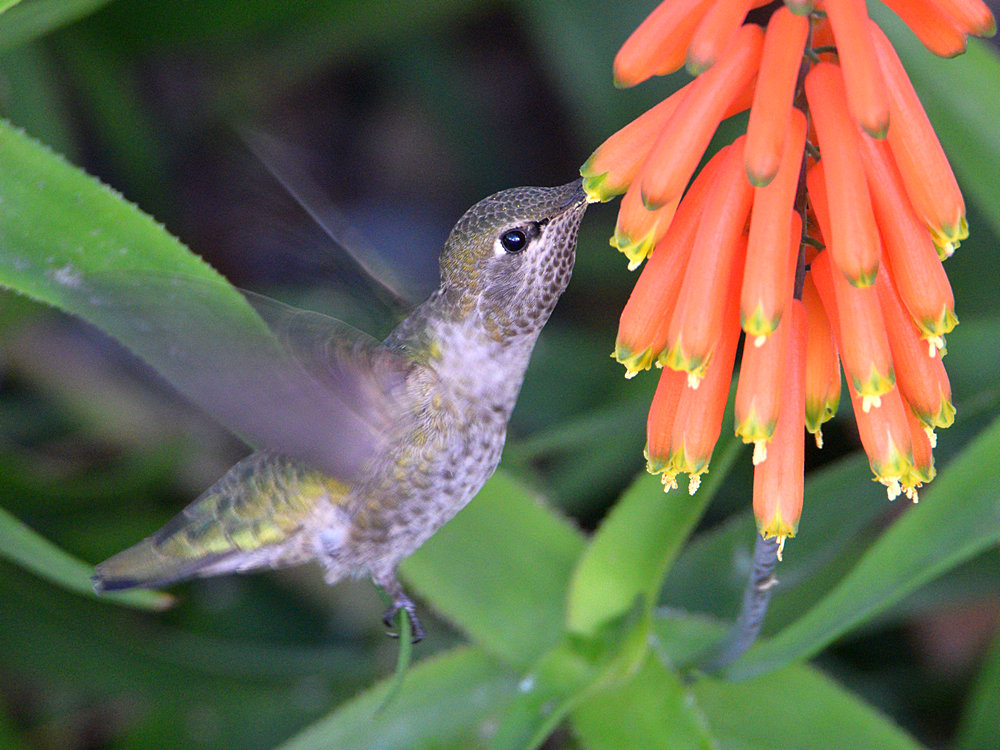 Hummer3.jpg