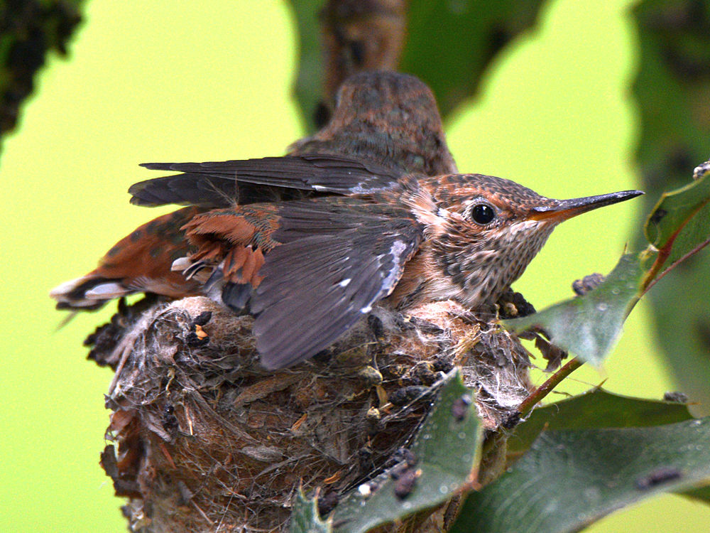 Hummer3.jpg