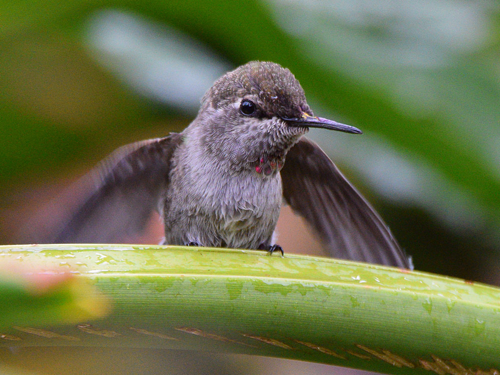 Hummer3.jpg