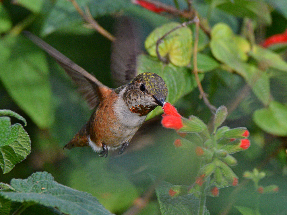 Hummer3.jpg
