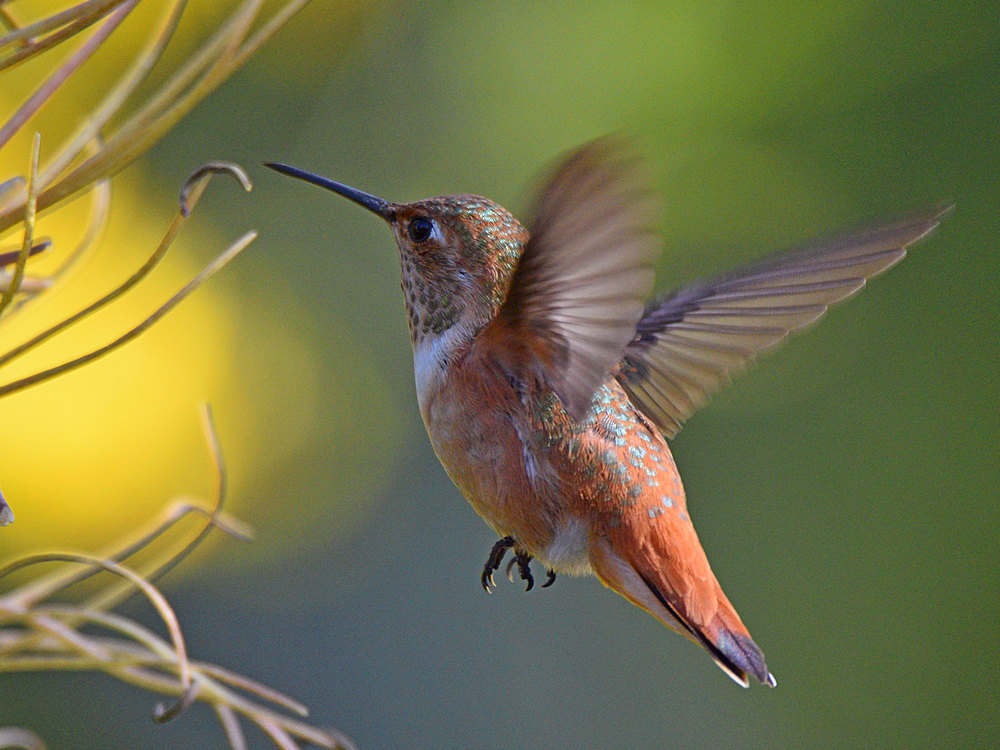Hummer3.jpg