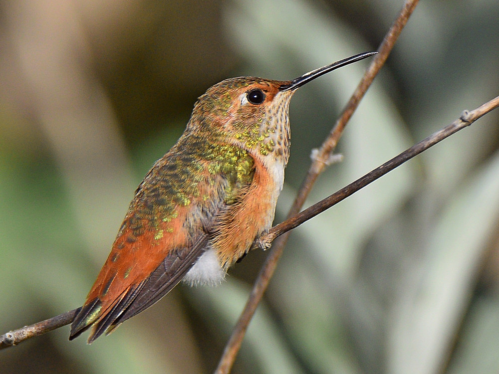 Hummer3.jpg