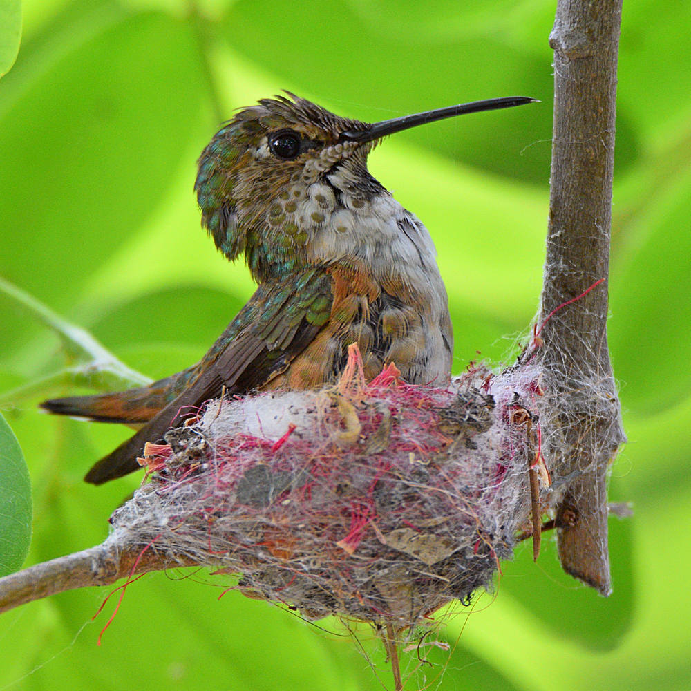 Hummer3.jpg