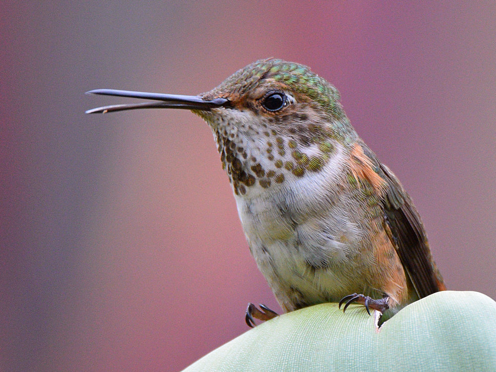 Hummer3.jpg