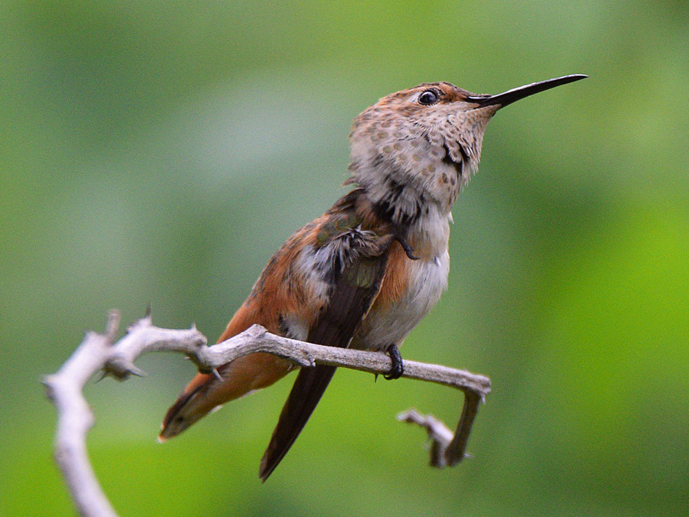 Hummer3.jpg