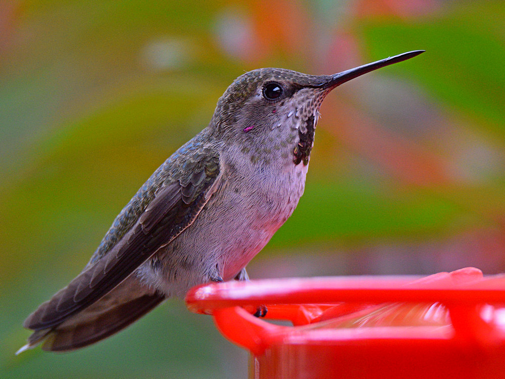 Hummer3.jpg