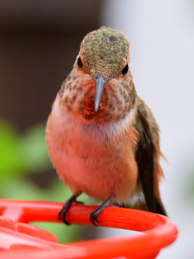 Hummer3.jpg