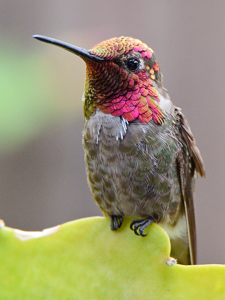 Hummer3.jpg