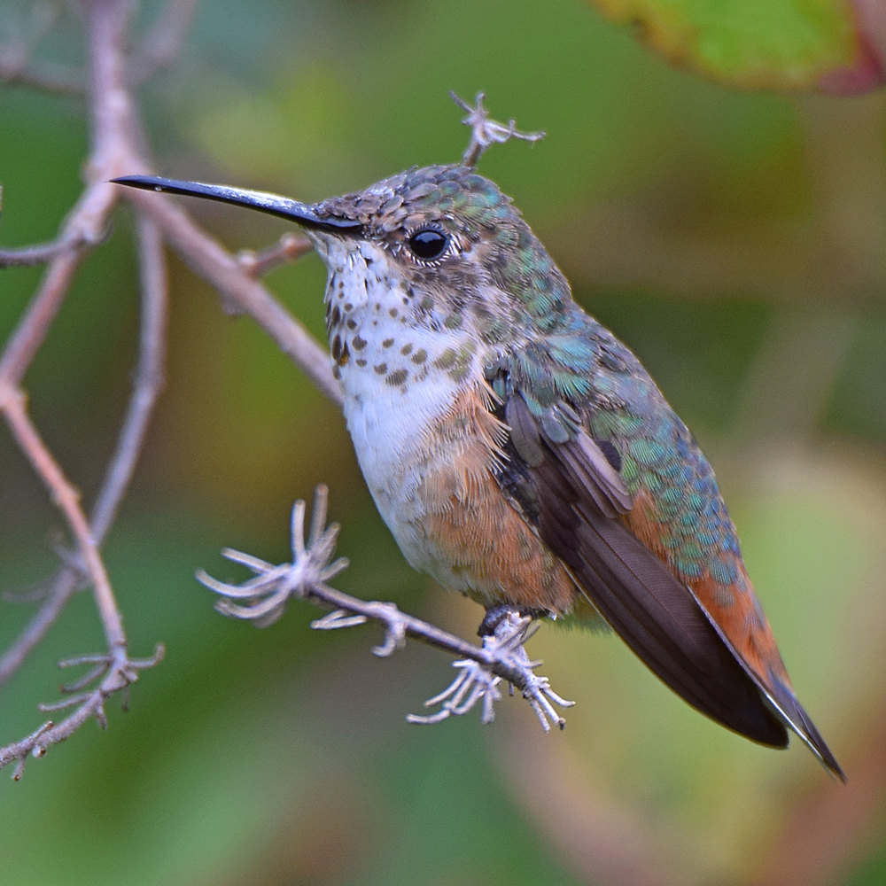 Hummer3.jpg