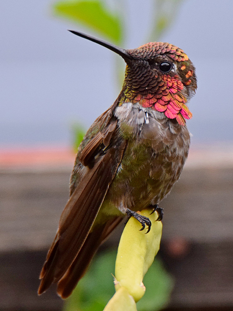 Hummer3.jpg