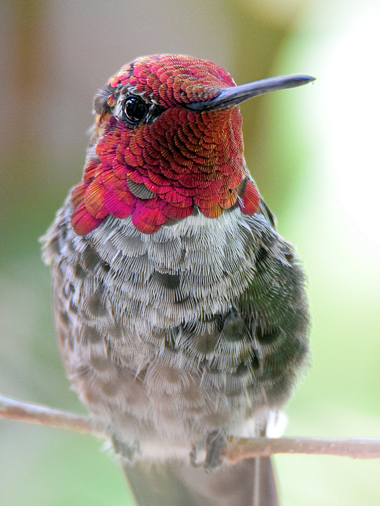 Hummer3.jpg