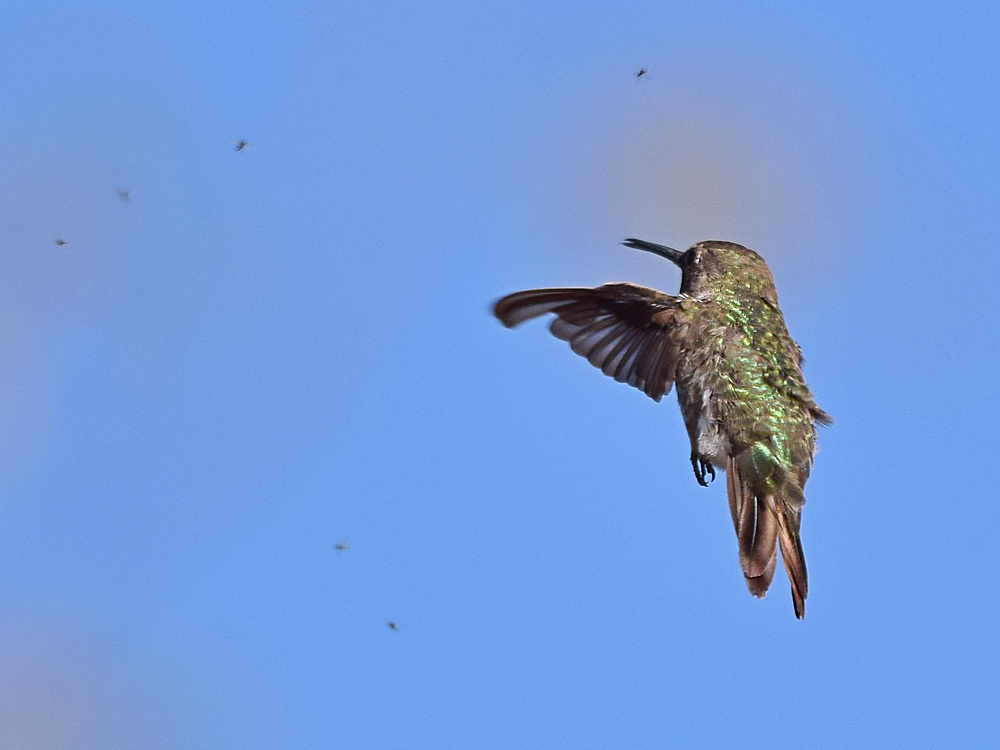 Hummer3.jpg