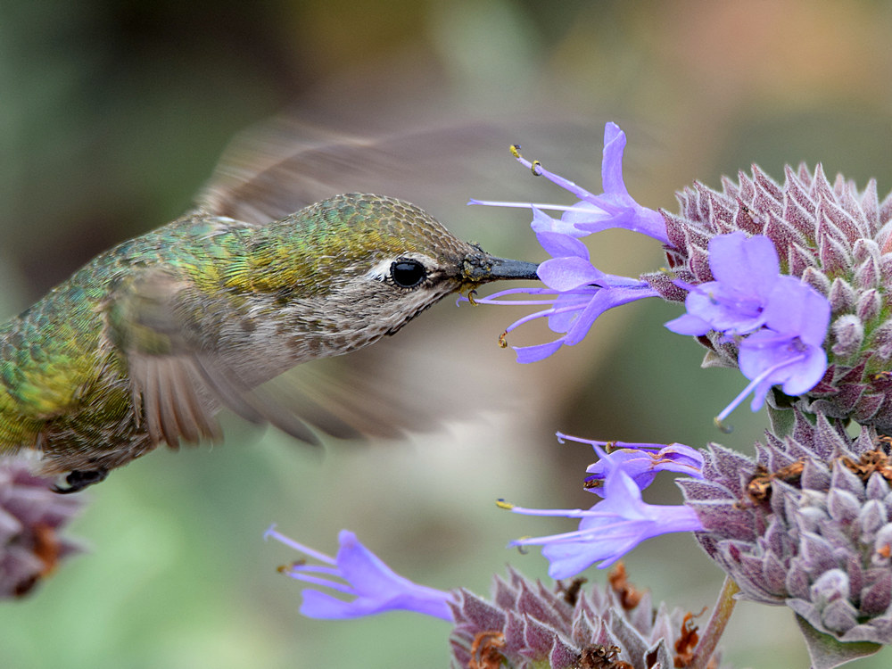 Hummer3.jpg