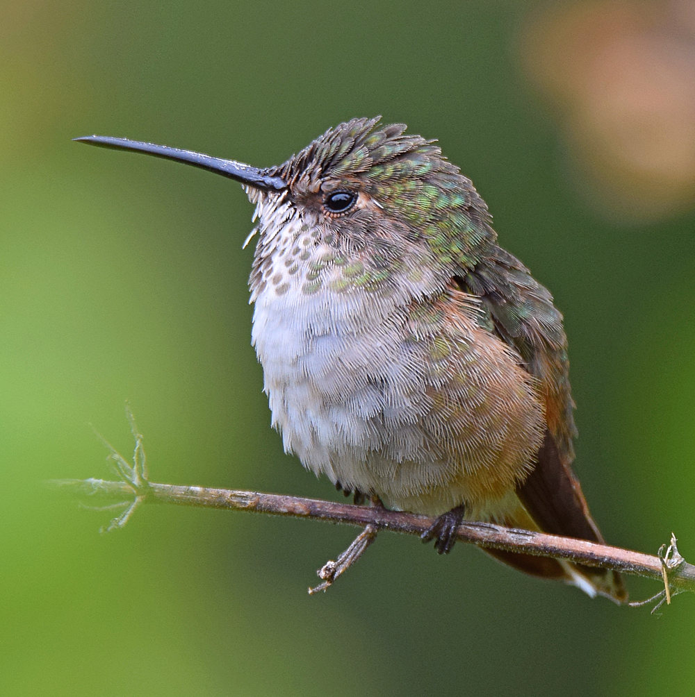 Hummer3.jpg