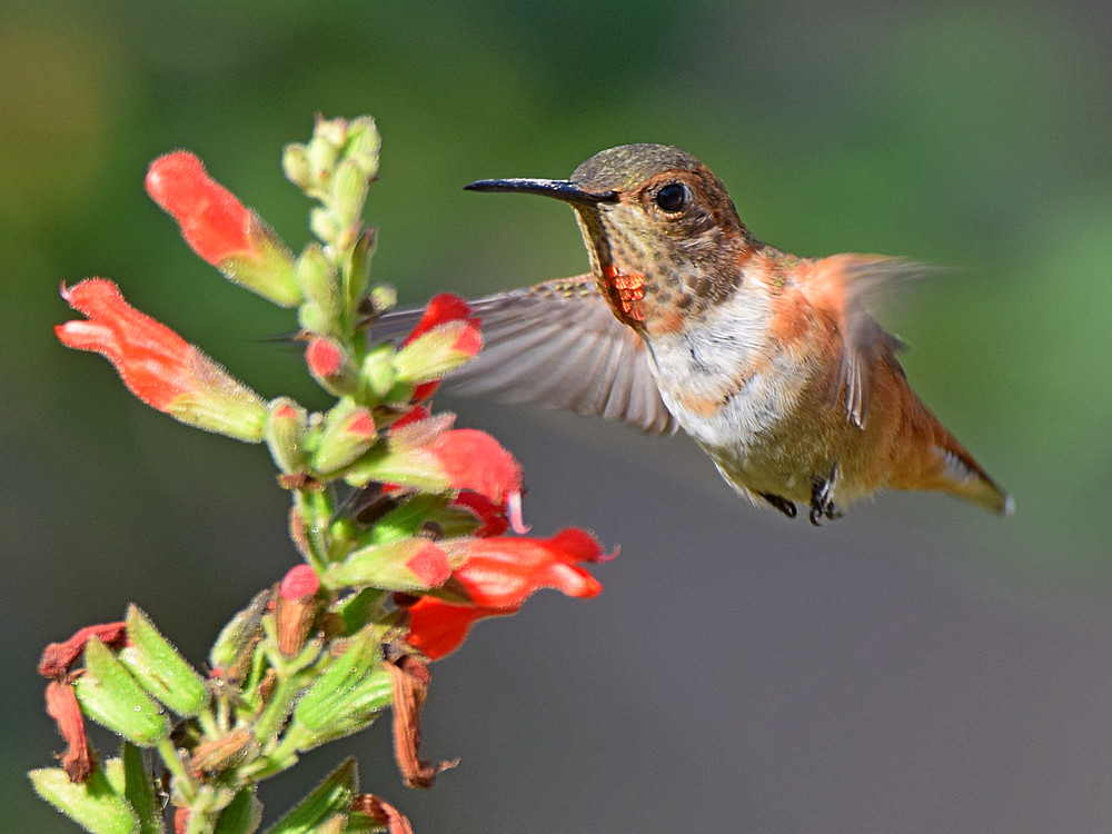 Hummer3.jpg