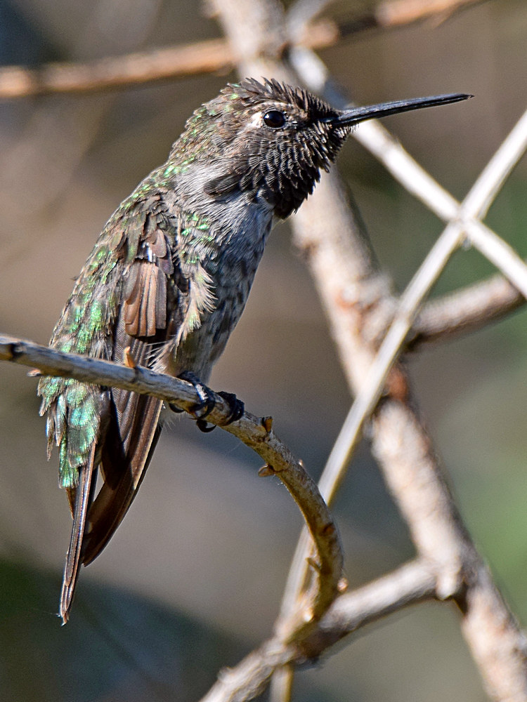 Hummer3.jpg